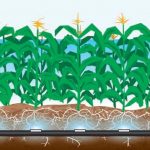 26-subsurface-irrigation-corn