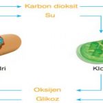 fen-mitokondri-klorofil